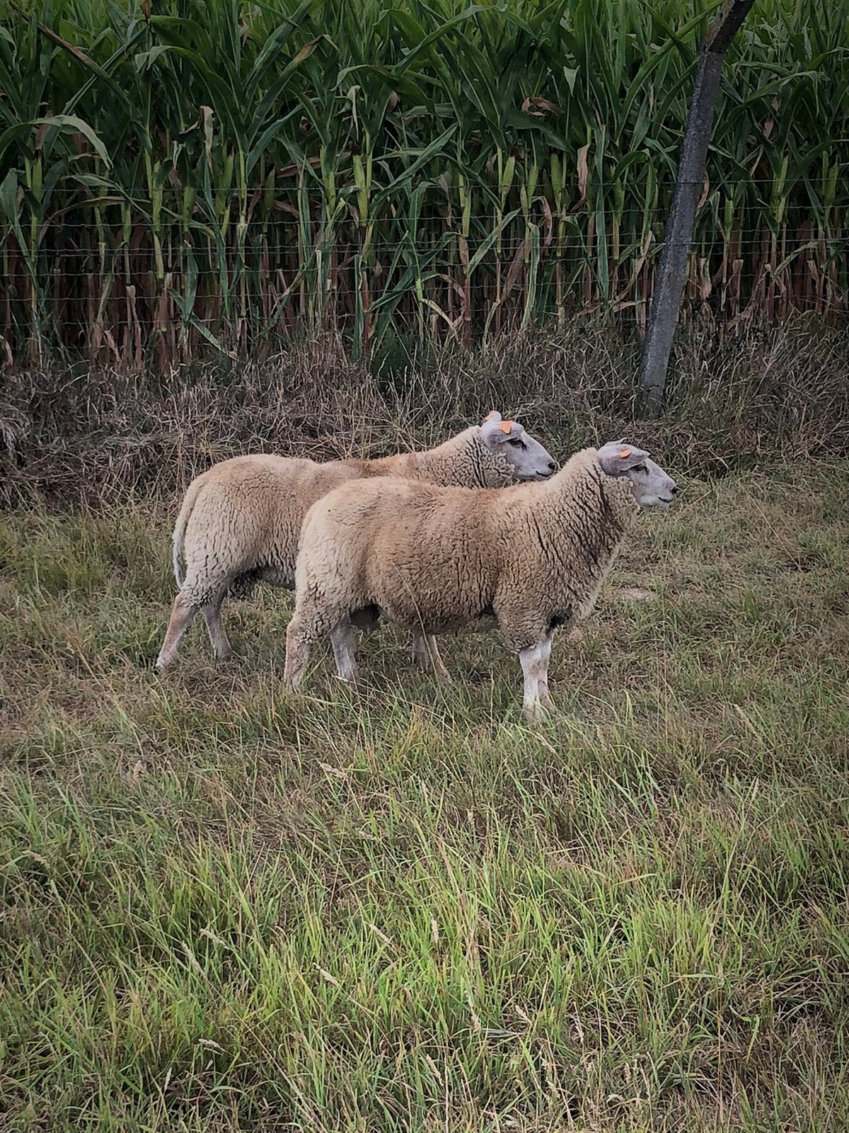Ramlammeren te koop, Mâle, Mouton, 0 à 2 ans