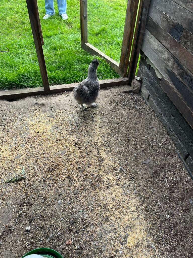 Jonge zijdehoen haan, Dieren en Toebehoren