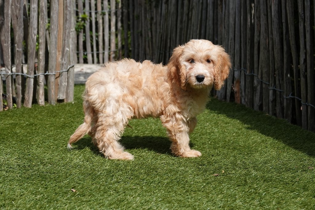 Prachtige Abrikoze en zwarte Cockapoo pups, België, Overige rassen, CDV (hondenziekte), 8 tot 15 weken