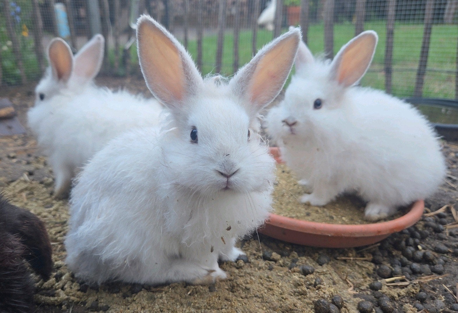 leeuwenkopjes te koop, Dieren en Toebehoren, Meerdere dieren, Middelgroot, 0 tot 2 jaar