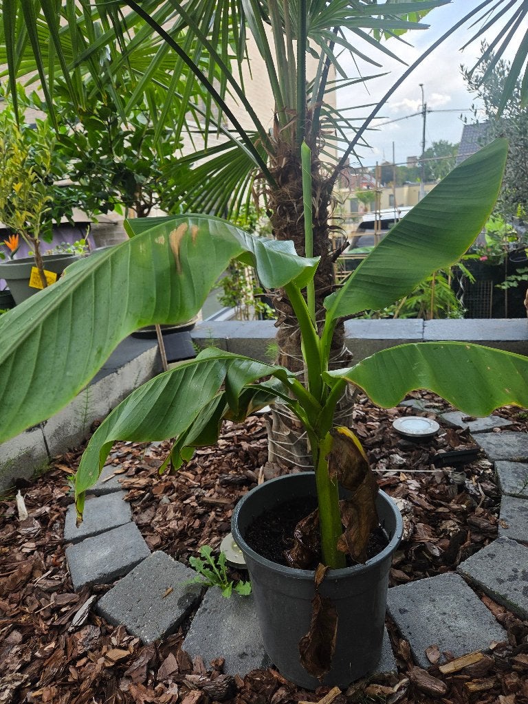 Musa basjo, Tuin en Terras, Volle zon, Vaste plant, Zomer, Ophalen