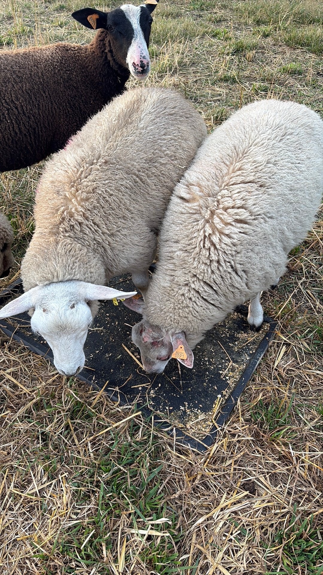 Très bon agneau bélier, Mâle, Mouton