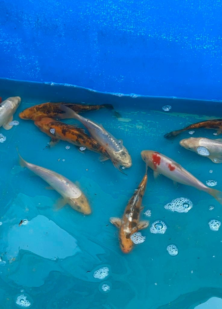 Koi B 20-25cm, Karper of Koi