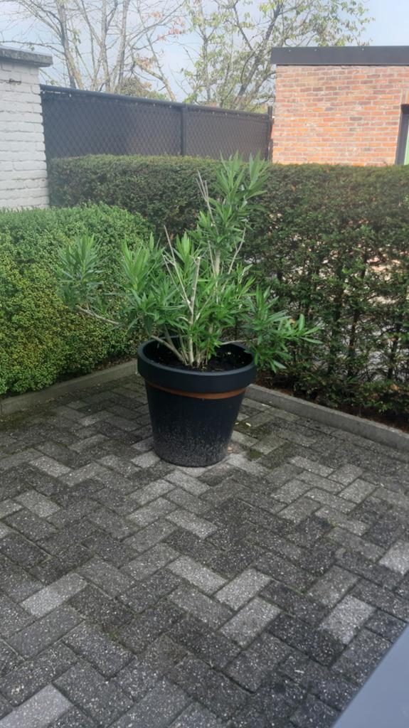 Zeer mooie oleanders, Tuin en Terras, Planten | Struiken en Hagen, Ophalen