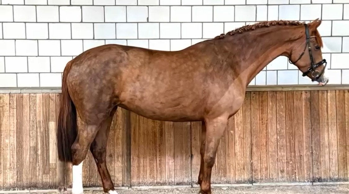 Mooie, grote en brave7 jarige merrie., Merrie, Met stamboom, M, 7 tot 10 jaar