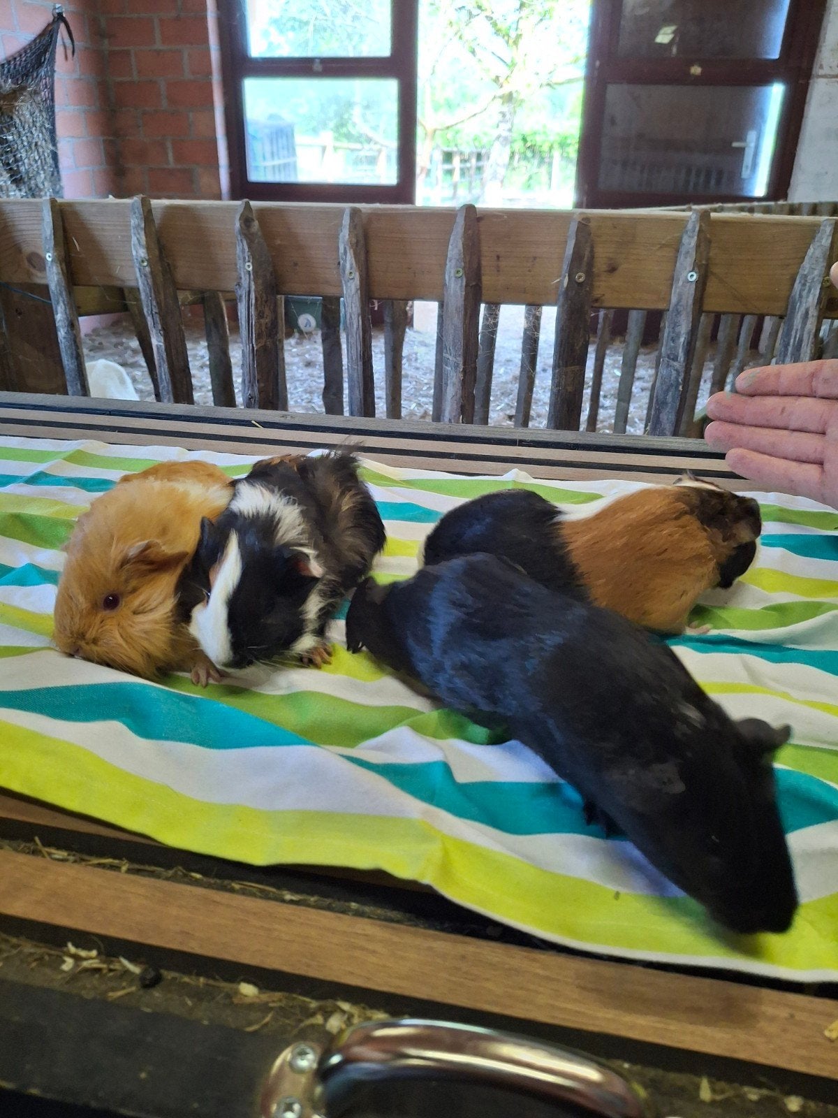 Jonge cavia, Dieren en Toebehoren, April, Meerdere dieren, Cavia
