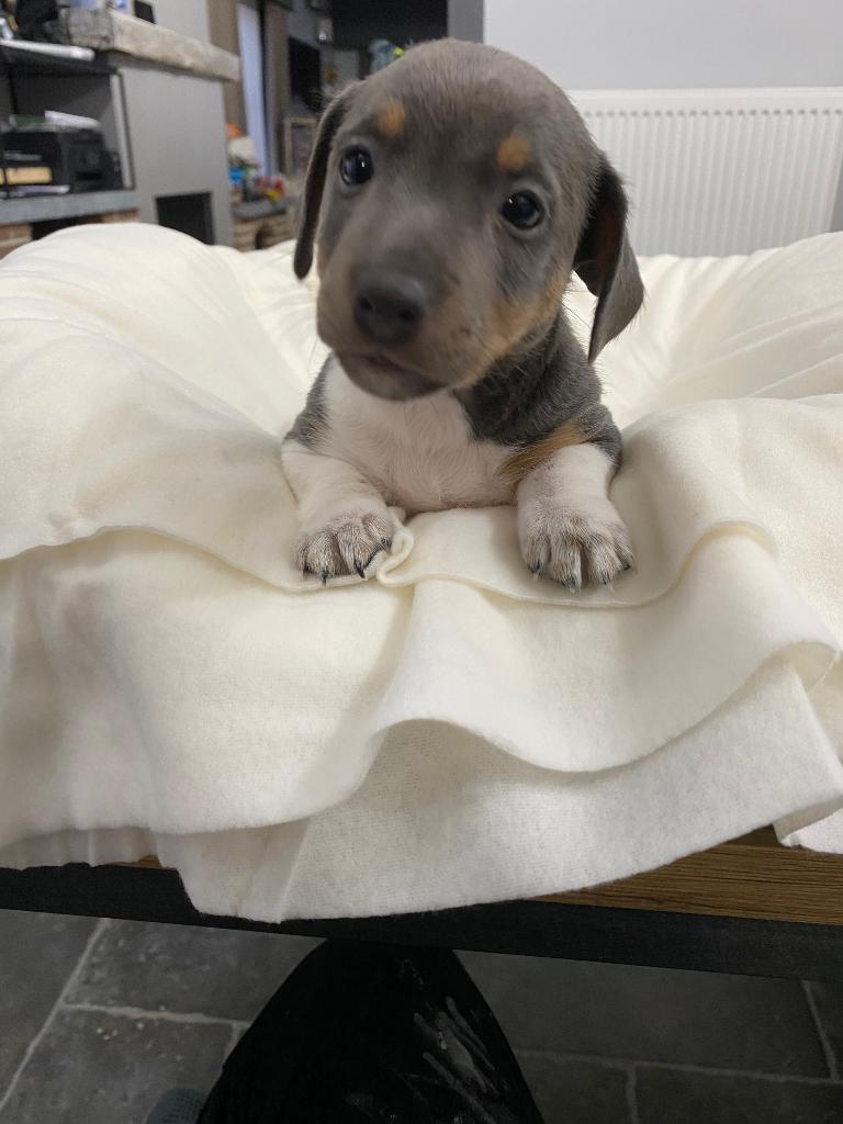 Schattige kortpotige jack Russel pups uit geteste ouders, Dieren en Toebehoren, België, Fokker | Hobbymatig, Jack Russell Terriër