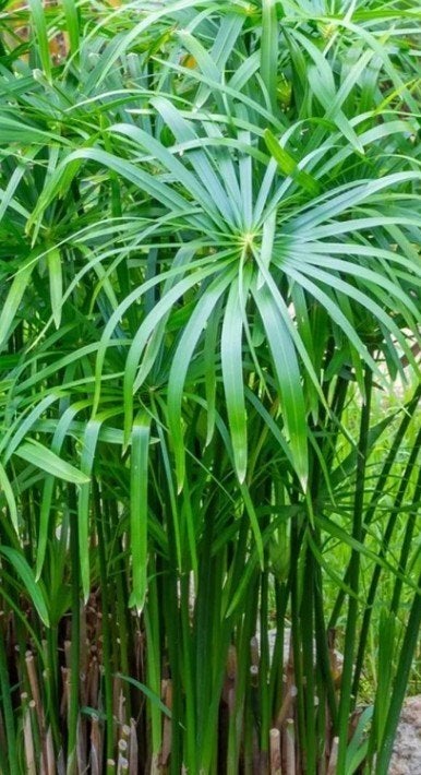 exotische papyrus kamerplant plant / terras / vijver, Ophalen, In pot, 150 tot 200 cm