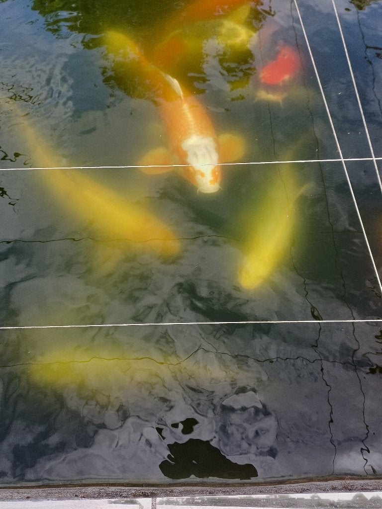 Koi te koop, Dieren en Toebehoren, Vissen | Vijvervissen, Karper of Koi