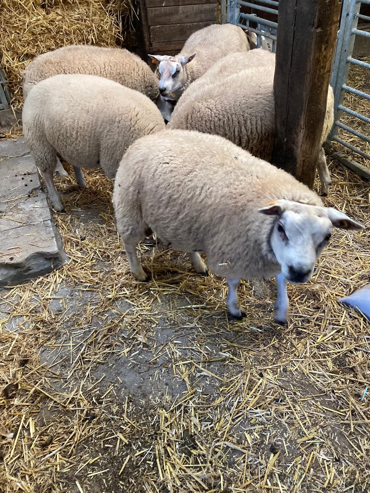 Jonge dekboklammeren, Animaux & Accessoires, Mâle, Mouton, 0 à 2 ans
