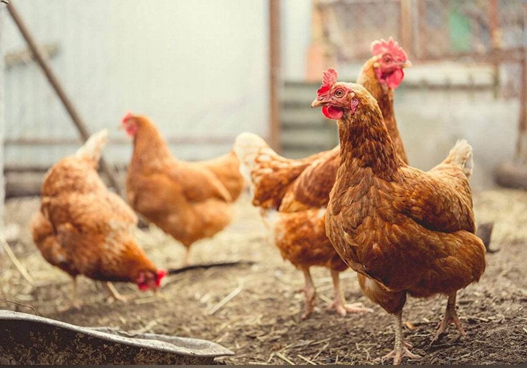 Coqs gratuits : 5€ pour les poules pondeuses, Animaux & Accessoires