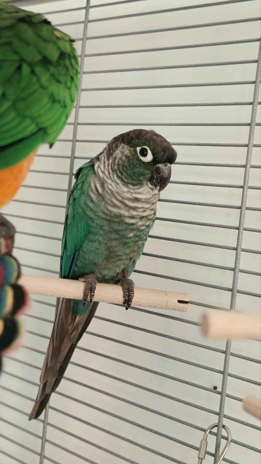 Lieve pyrrhura (man) / groenwangparkiet, Mâle, Perruche, Bagué