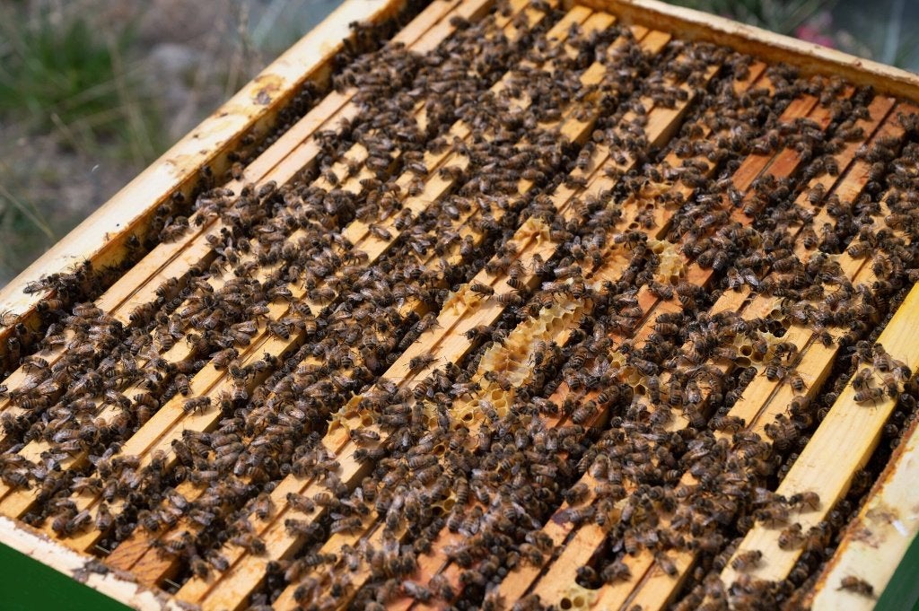 Colonies d'abeilles Buckfast sur 10 cadres, Ophalen, Nieuw
