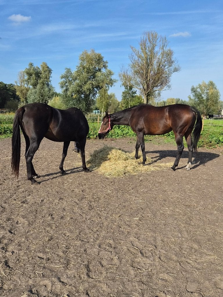 Paard, Merrie, Zadelmak, Met stamboom