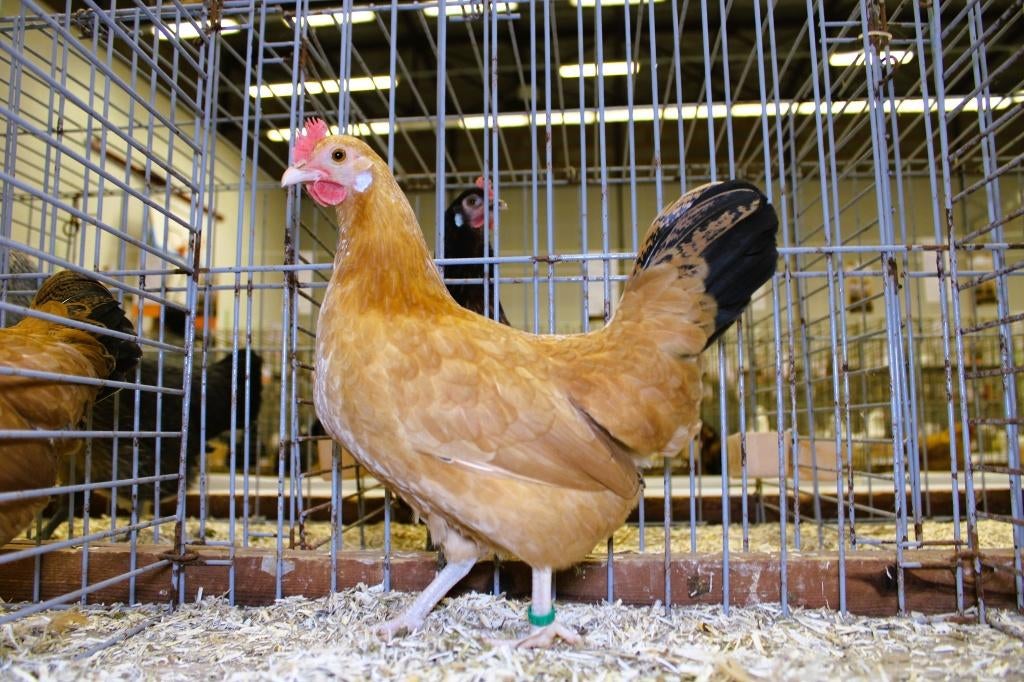 oeufs de poules" Fauve de Mehaigne" (naine), Dieren en Toebehoren, Pluimvee