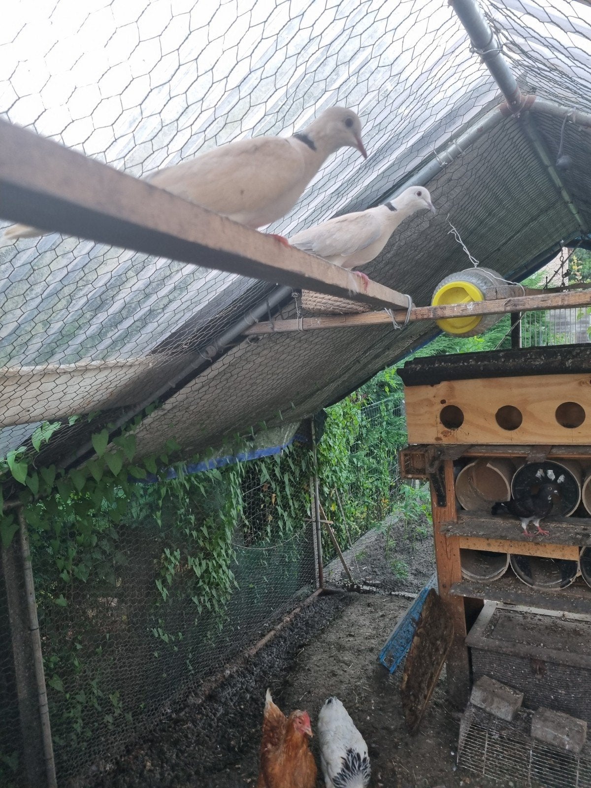 Trio pigeons torturelles, Animaux & Accessoires, Oiseaux | Canaris, Mâle