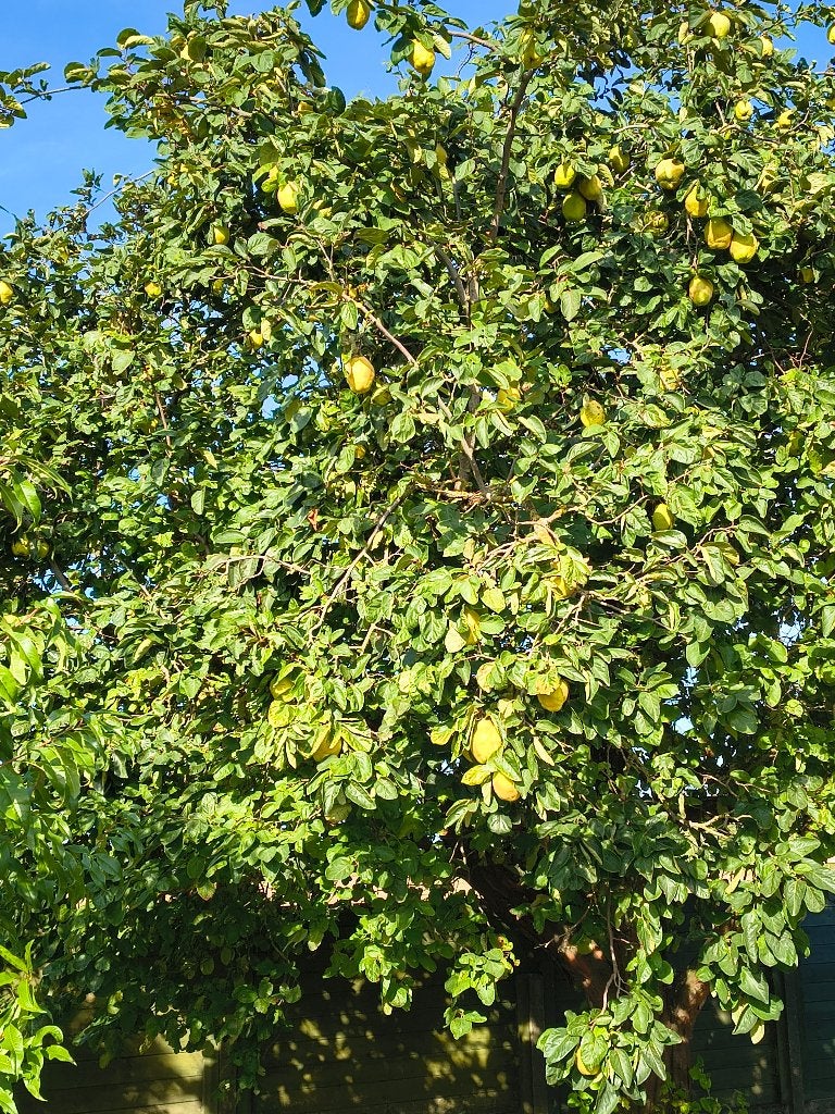 kweeperen, Tuin en Terras, Planten | Fruitbomen, Ophalen, Overige soorten