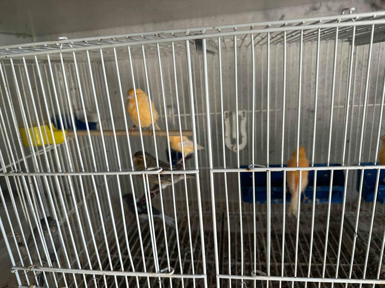 Canaris ( arret d’elevage ), Ophalen, Zo goed als nieuw