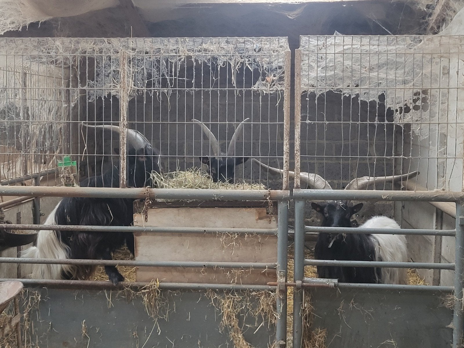 chèvres Wallisher, Plusieurs animaux, Chèvre, 0 à 2 ans