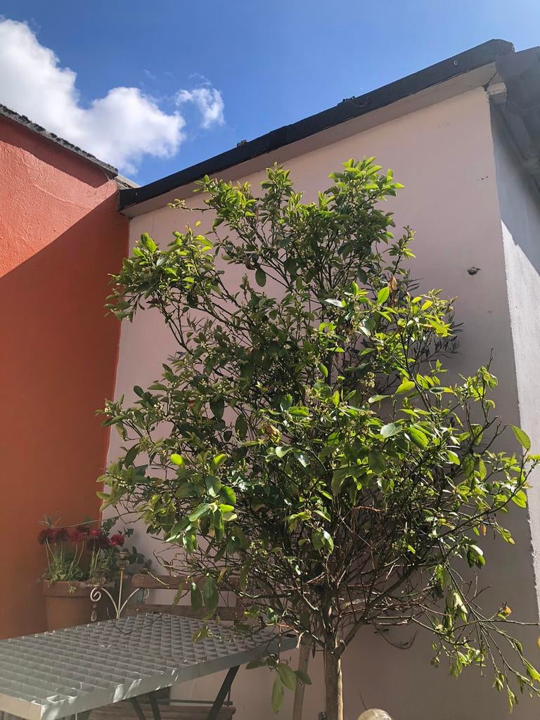 Clementine boom, En pot, 100 à 250 cm, Autres espèces, Enlèvement