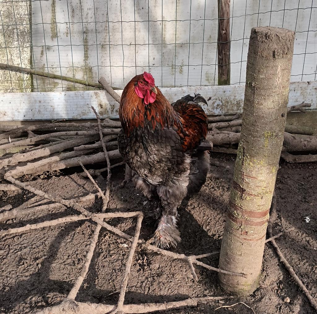brahma haan, Dieren en Toebehoren, Pluimvee, Mannelijk, Kip