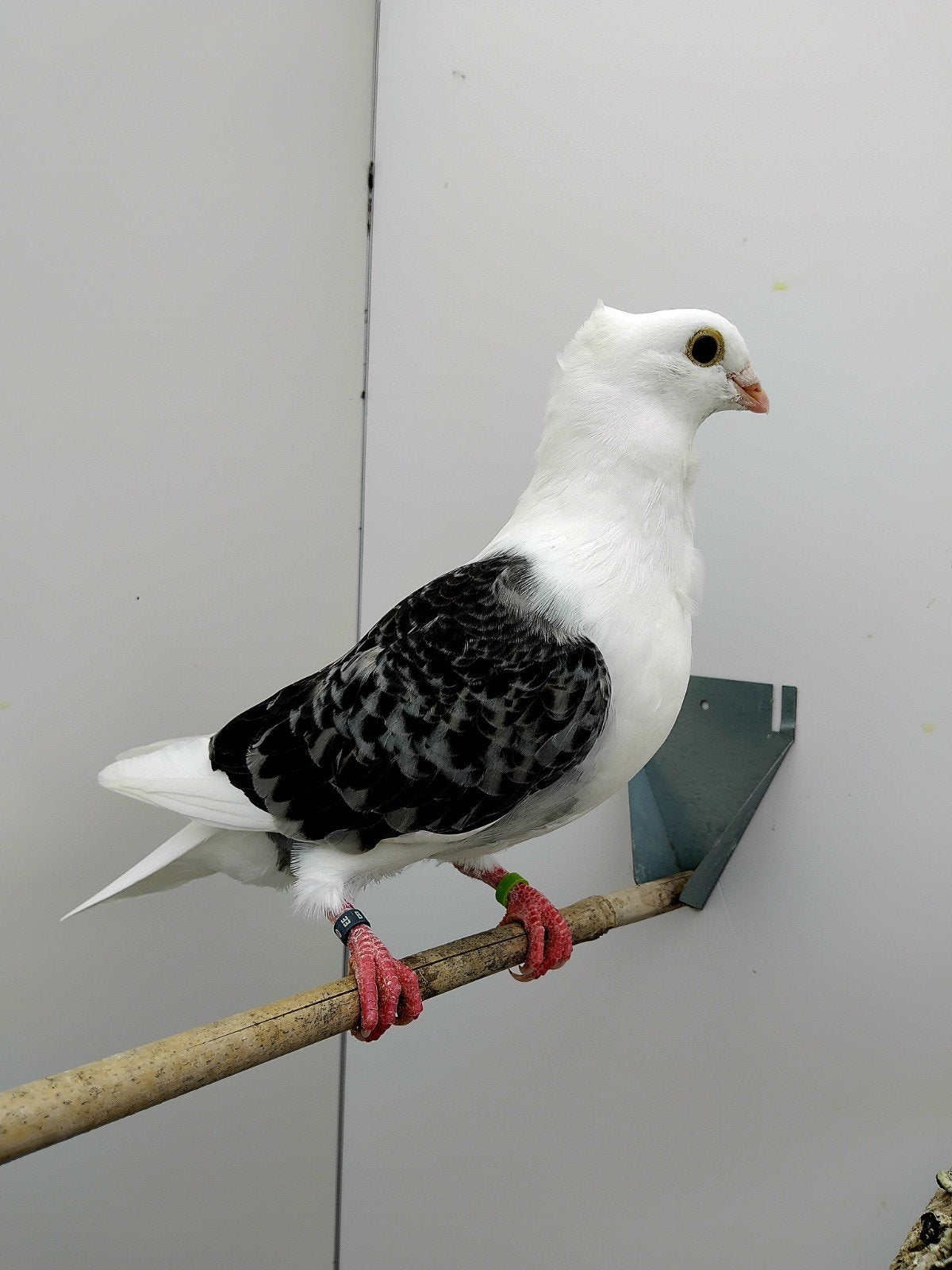 Vlaanderse smierel man 2026, Dieren en Toebehoren, Vogels | Duiven