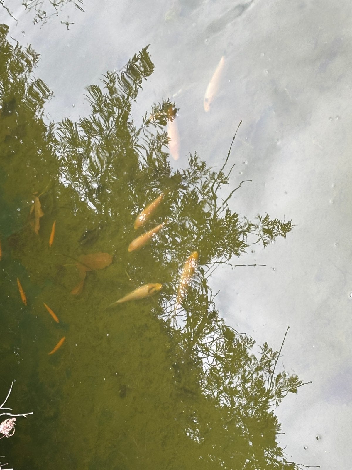 Koi vissen, Dieren en Toebehoren, Vissen | Vijvervissen