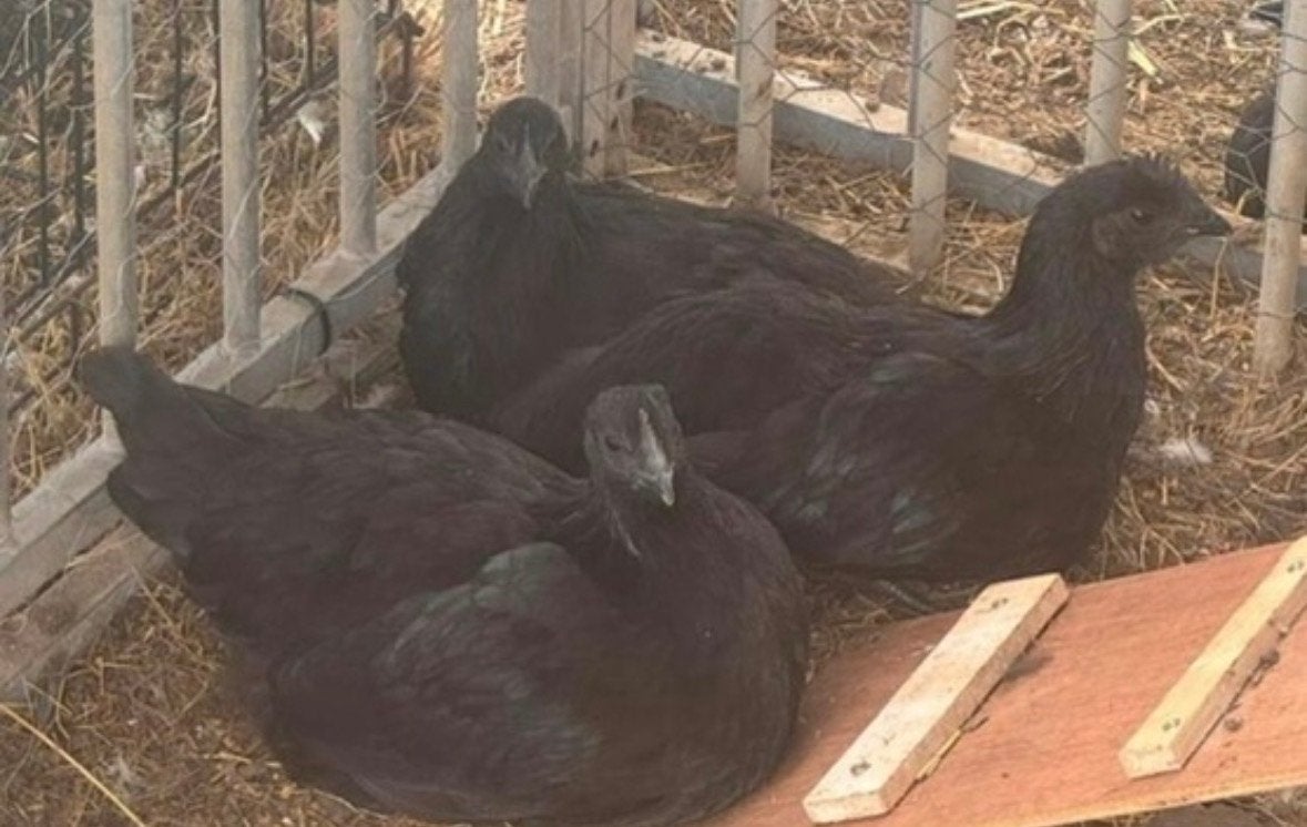 Ayam Cemani te koop / for sale