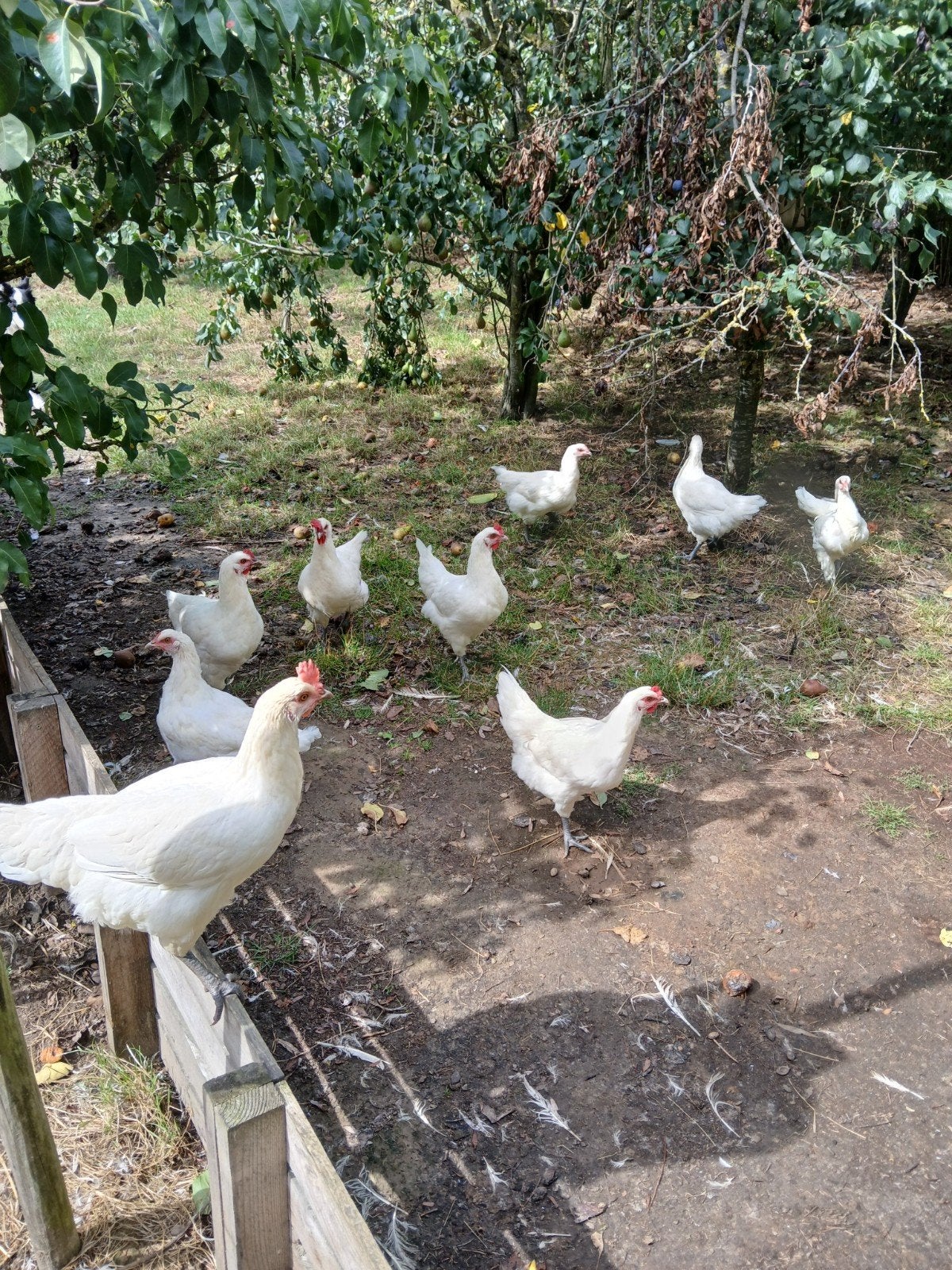 poule de bresse hennen