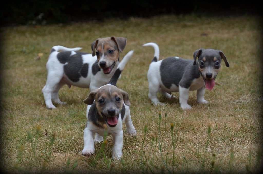 Jack Russell pups blauw lilac, Dieren en Toebehoren, België, Jack Russell Terriër, CDV (hondenziekte), 8 tot 15 weken