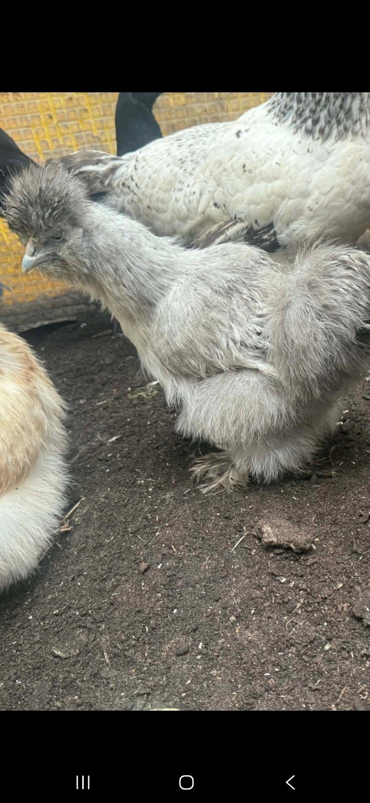 Zijdehoen, Dieren en Toebehoren, Pluimvee