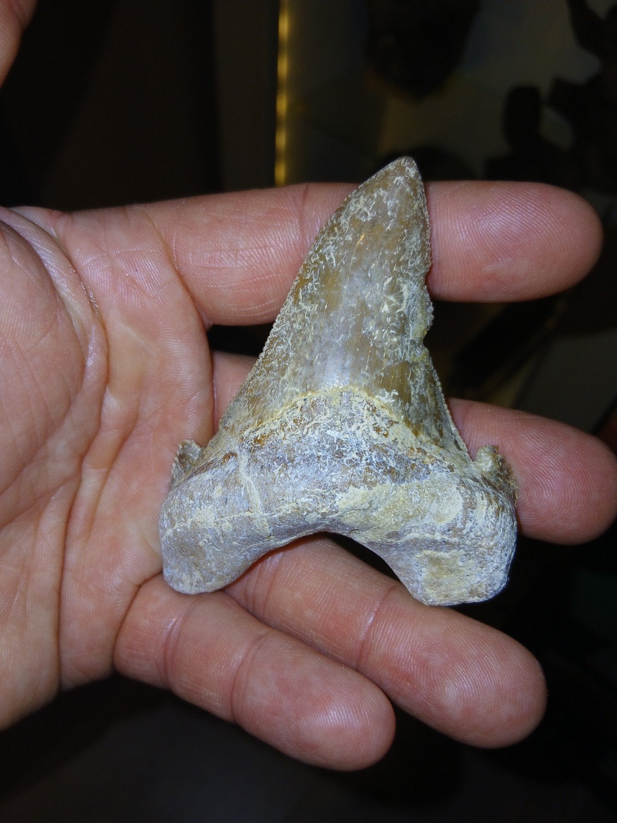 otodus sokolovi, Ophalen of Verzenden