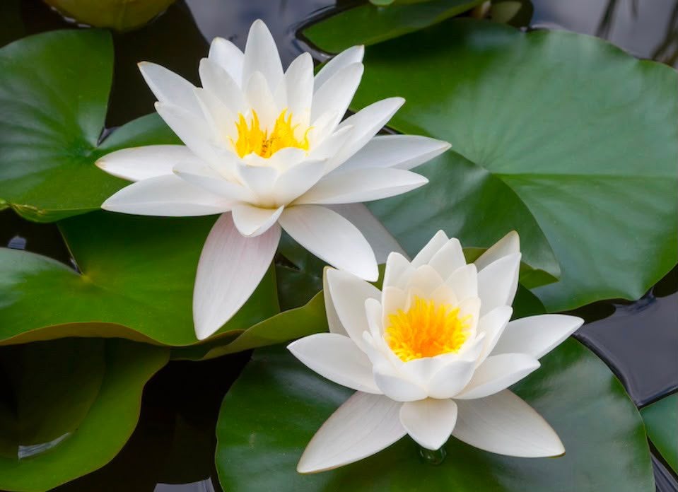 Waterlelies, Tuin en Terras, Ophalen, Overige typen