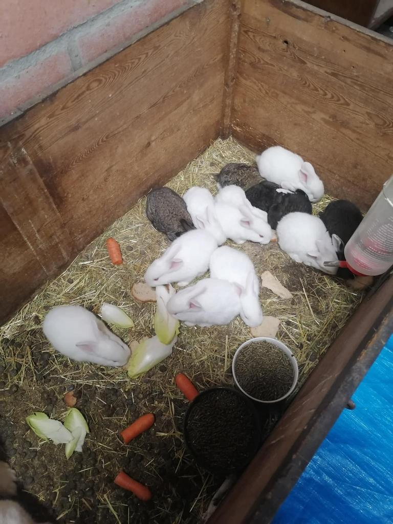 Jonge Vleeskonijnen te koop( Vlinderkonijnen), Meerdere dieren, Overige soorten