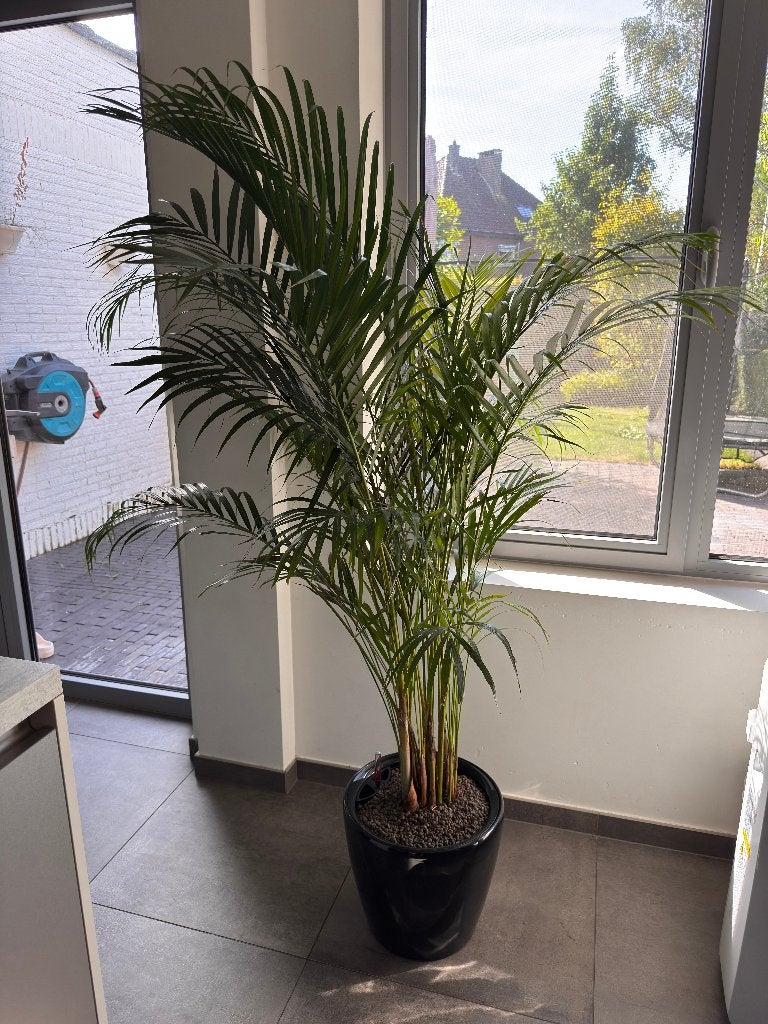 Grote kamerplant, Huis en Inrichting, Ophalen