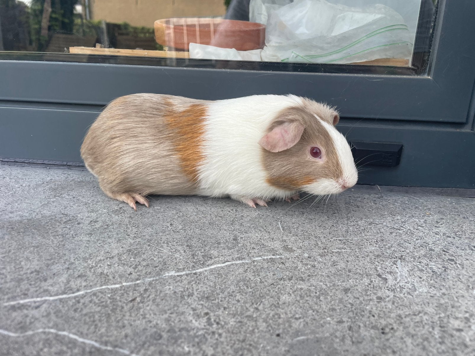 Jonge cavia, Cavia, Vrouwelijk, Mei, Tam