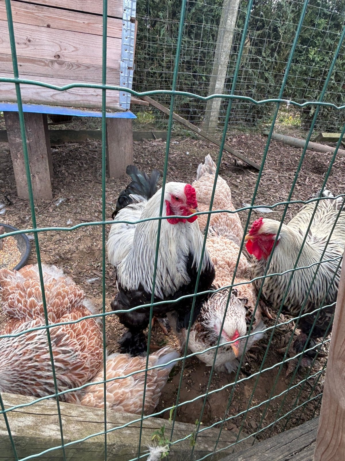 Œufs à éclore de saumon Brahma, Plusieurs animaux, Poule ou poulet