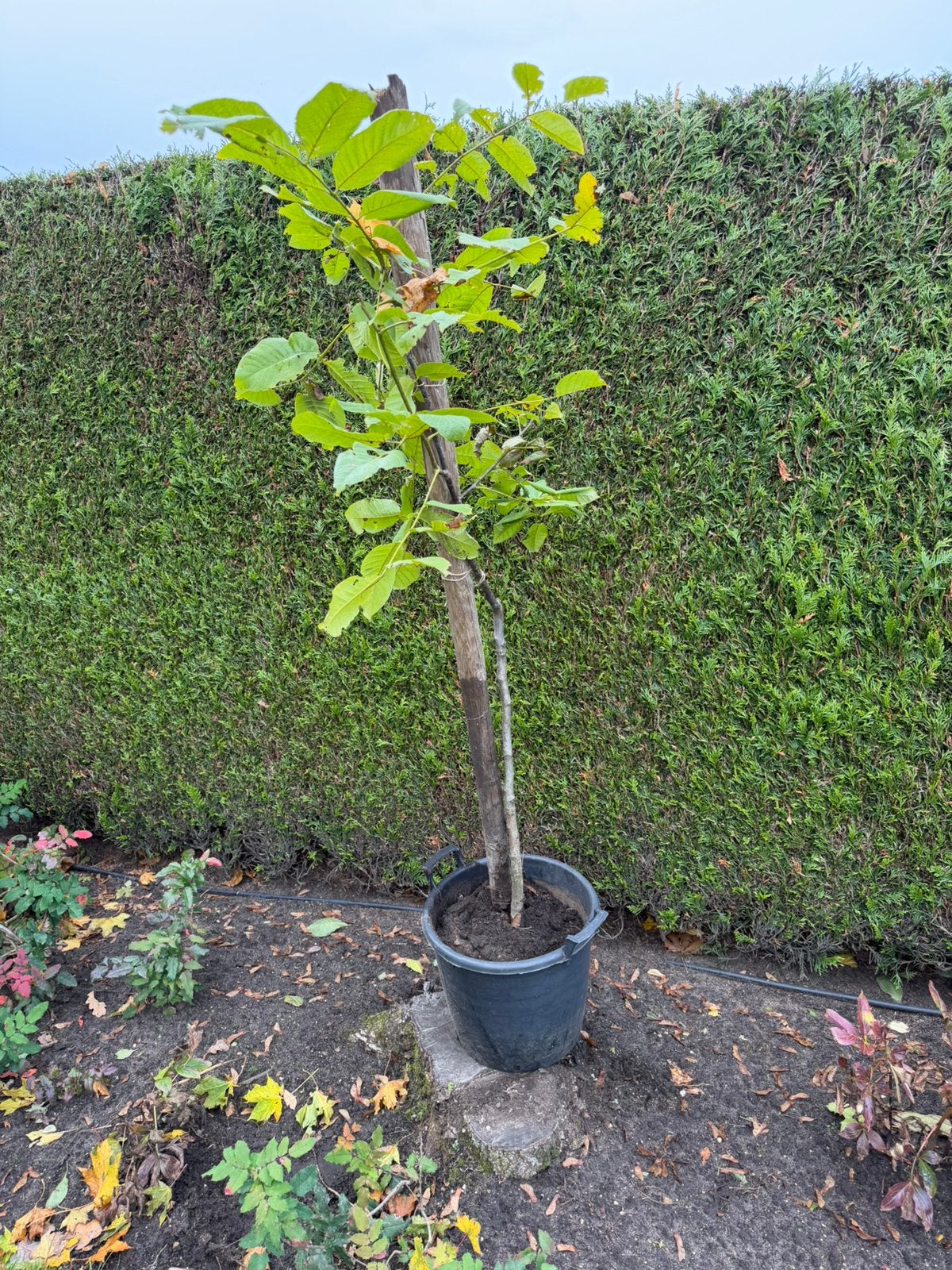 Notenboom, Ophalen, In pot