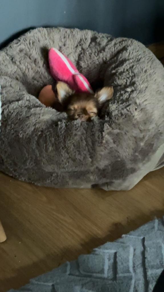 Chihauha pup, Dieren en Toebehoren, Honden | Chihuahua's en Gezelschapshonden, België, Particulier, Reu, 8 tot 15 weken