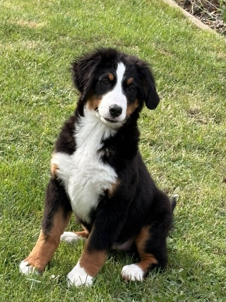 Berner Sennen pups, Dieren en Toebehoren, België, Overige rassen, 8 tot 15 weken, Teef