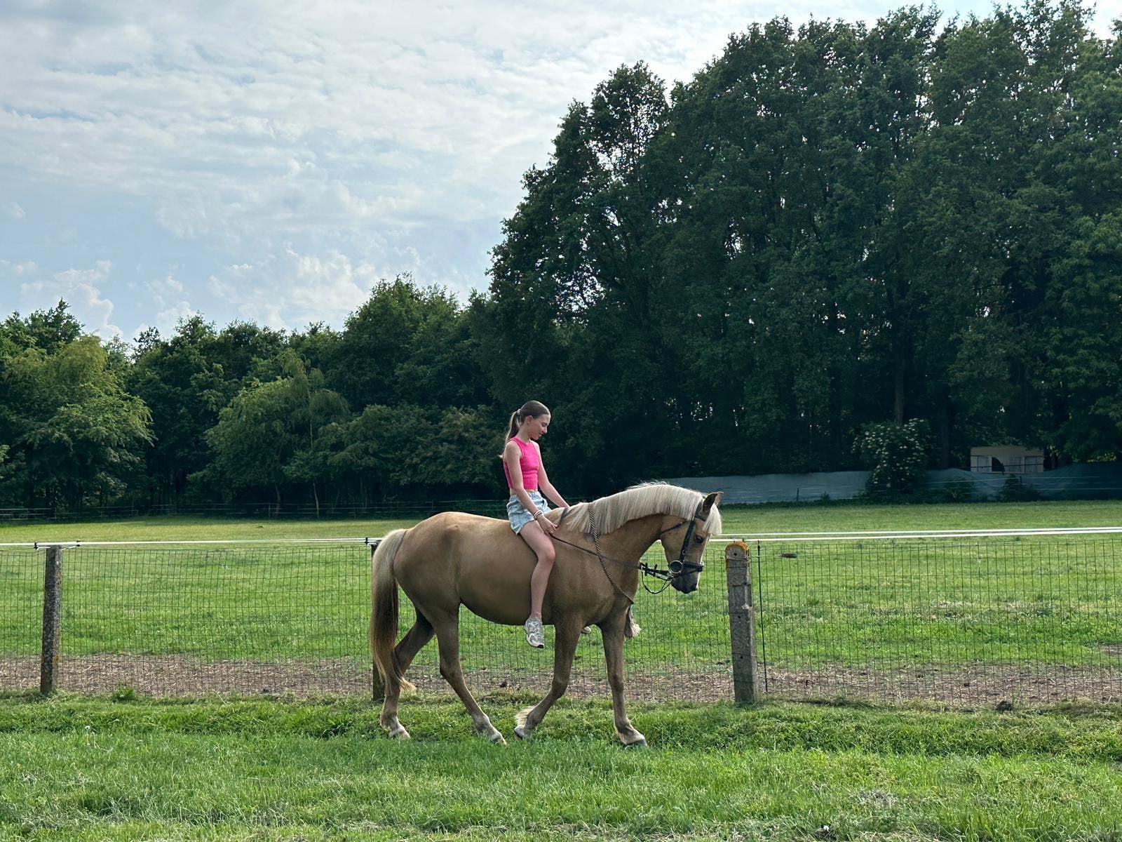 5 jarige merrie D pony te koop, Animaux & Accessoires, Chevaux & Poneys | Produits de soin, Enlèvement