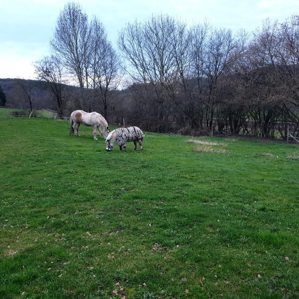 Pension pré cheval poney retraités, Enlèvement, Utilisé