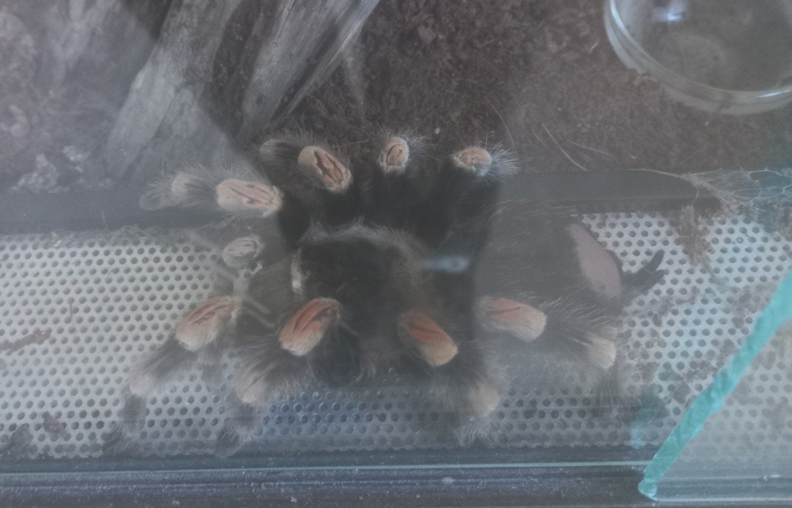 Brachipelma Smithi vrouwtje van 7 jaar., Ophalen