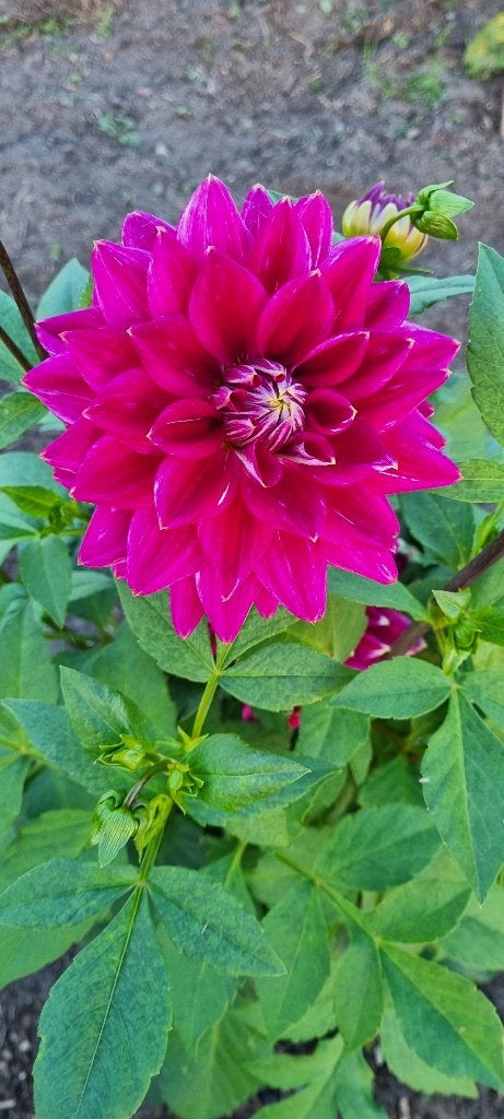 Dahlia maldini, Tuin en Terras, Ophalen of Verzenden, Voorjaar, Volle zon, Bloembol