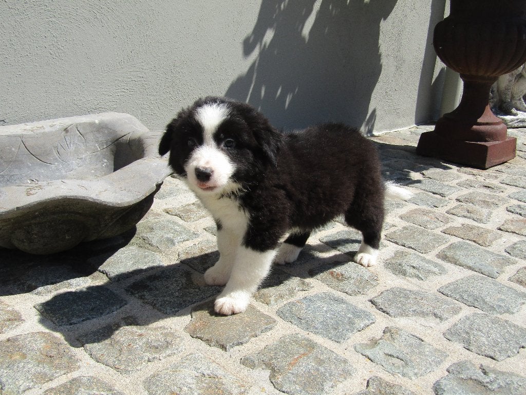 Border collie reutje puppy, Animaux & Accessoires, Chien (mâle), Belgique, Colley, Un chien