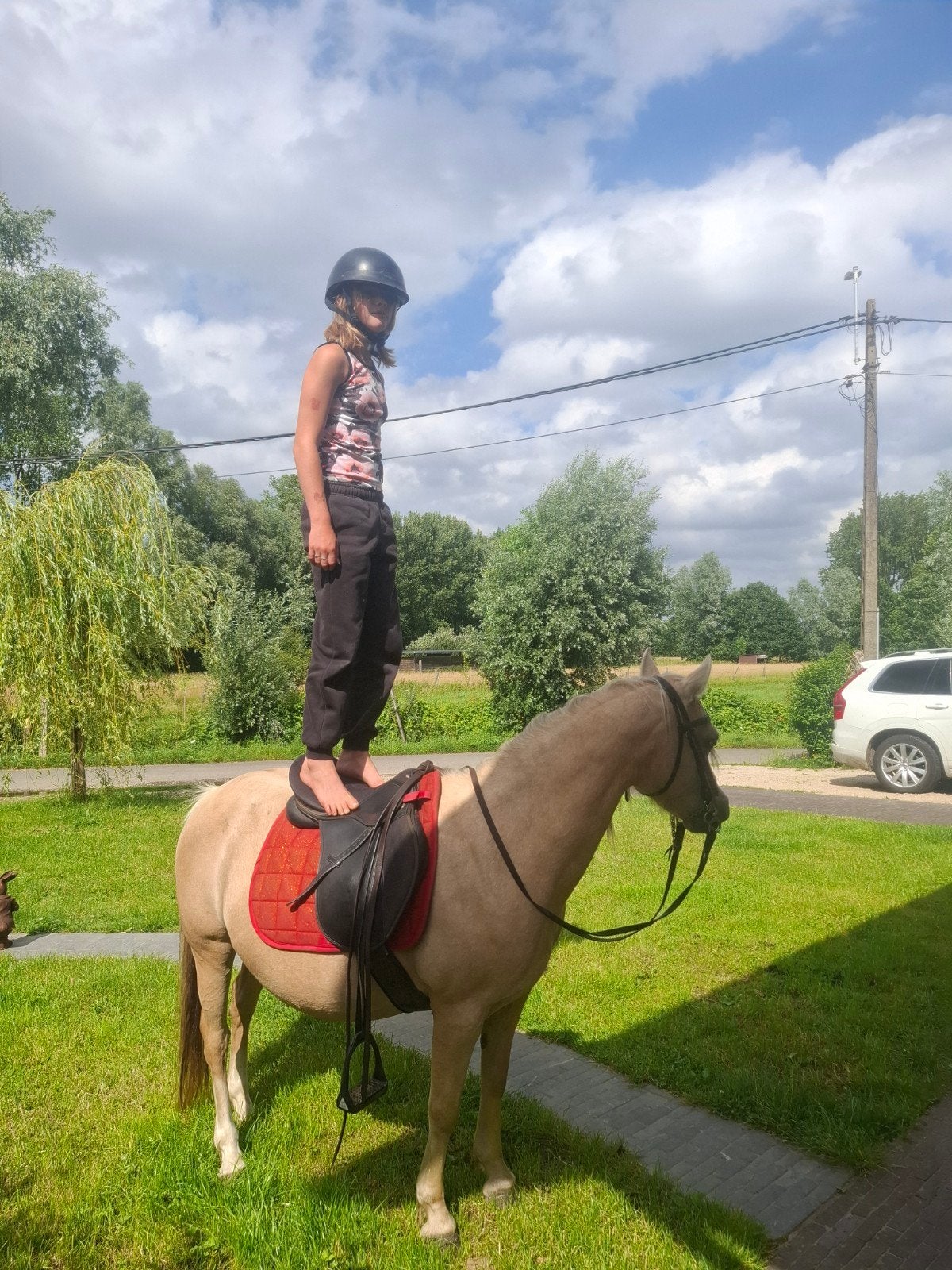 B pony welch te koop, B, Gechipt