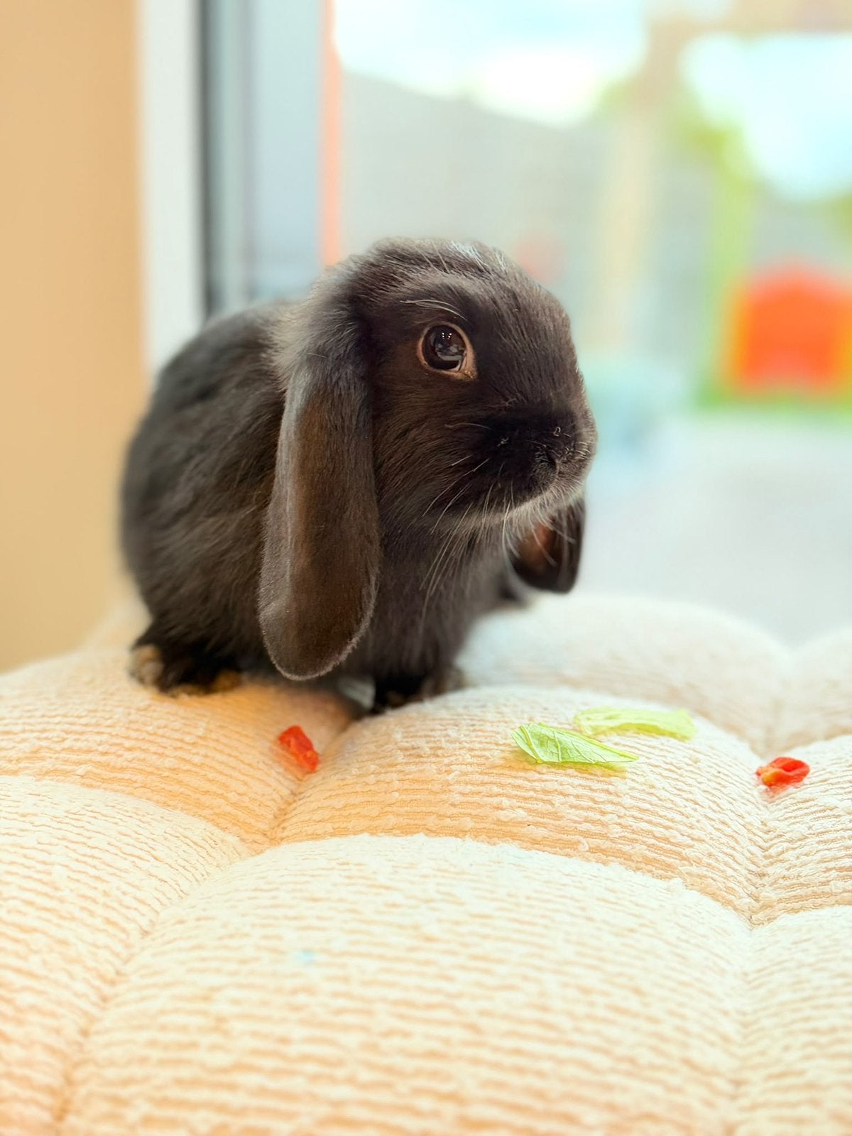 Lapin nain à vendre femelle, Femelle, Nain, Oreilles tombantes, 0 à 2 ans