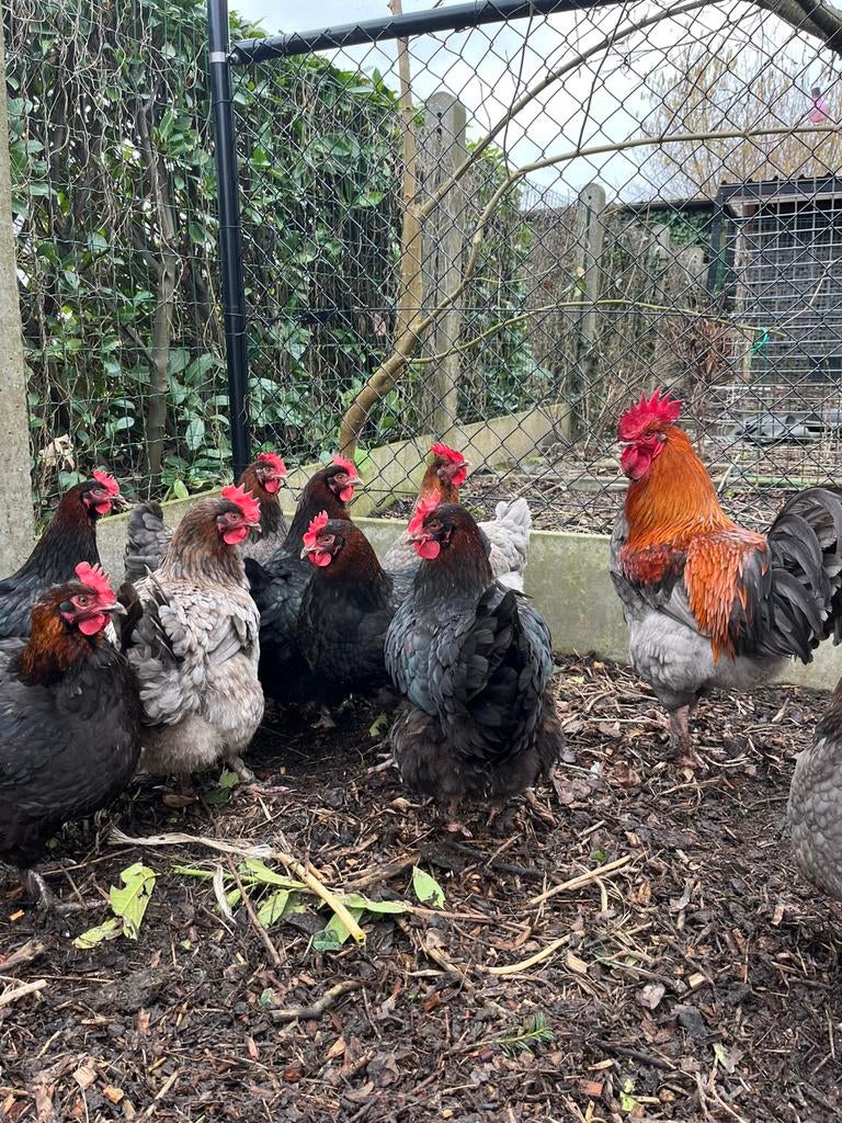 Marans kuikens, Dieren en Toebehoren, Meerdere dieren, Kip