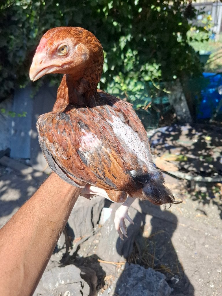 Shamo aseel haan te koop, Mâle, Poule ou poulet