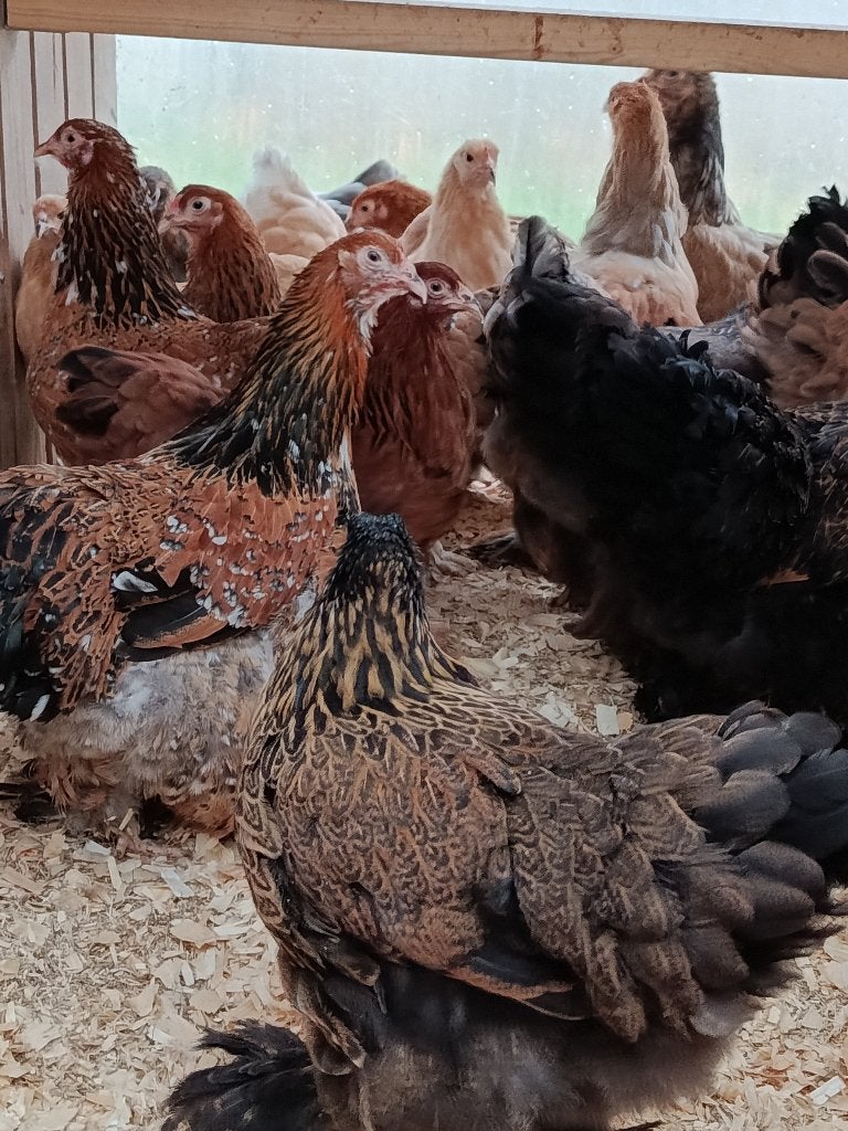 brahma alle kleurslagen reume keuze actie 4+1 GRATIS, Dieren en Toebehoren, Pluimvee, Vrouwelijk, Kip